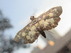 Eurrhyparodes bracteolalis