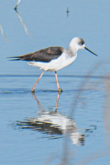 Himantopus leucocephalus