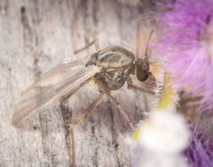 Chironomoidea