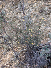 Dillwynia ramosissima