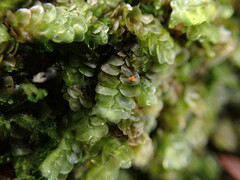 Calypogeia
