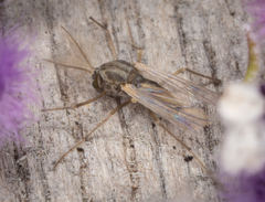 Chironomoidea