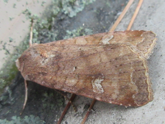 Diarsia canescens