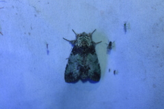 Macrurocampa marthesia
