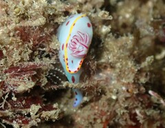 Hypselodoris bennetti