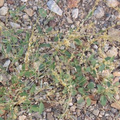 Cuscuta tuberculata