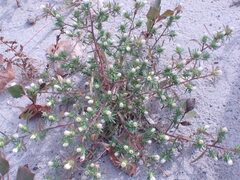 Symphyotrichum ciliatum