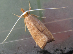 Lecitholaxa thiodora