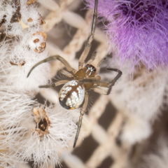 Leucauge venusta