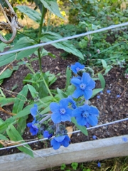 Cynoglossum amabile