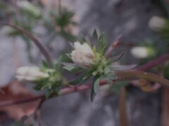 Symphyotrichum ciliatum