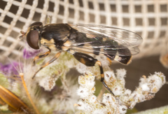 Syritta pipiens