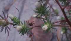 Symphyotrichum ciliatum