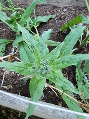 Cynoglossum amabile