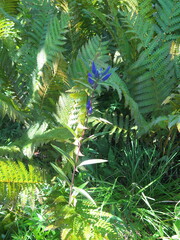 Gentiana triflora