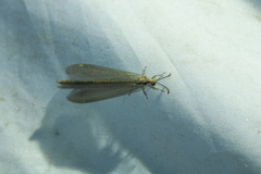 Brachynemurus