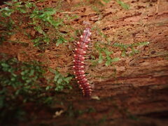 Nearctodesmidae