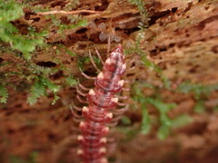 Nearctodesmidae