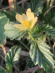 Malvastrum coromandelianum