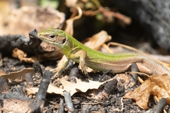 Lacerta viridis