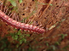 Nearctodesmidae