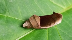 Lepidoptera