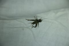 Eumodicogryllus bordigalensis