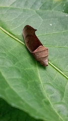Lepidoptera