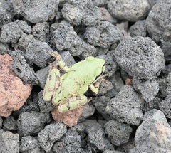 Hyla wrightorum