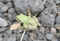 Hyla wrightorum