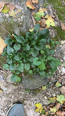 Packera obovata