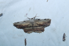 Lytrosis unitaria