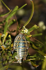 Polyzosteria mitchelli