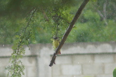 Megarynchus pitangua