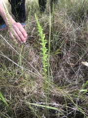 Microtis unifolia