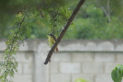 Megarynchus pitangua