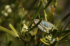 Polyzosteria mitchelli