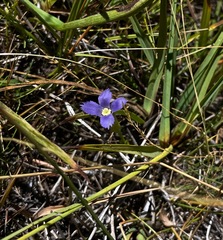 Gentianopsis simplex