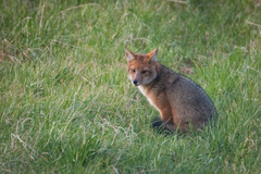 Lycalopex culpaeus
