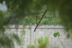 Megarynchus pitangua