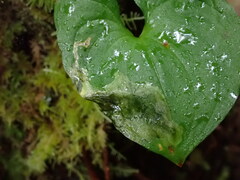 Parallelomma vittatum