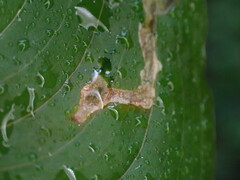 Parallelomma vittatum