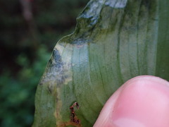 Parallelomma vittatum