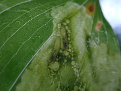 Parallelomma vittatum