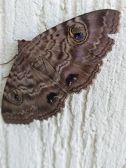 Speiredonia spectans