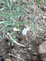 Astragalus