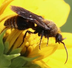 Pseudomethoca propinqua