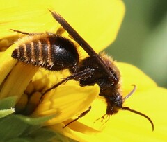 Pseudomethoca propinqua