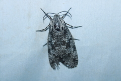 Prionoxystus robiniae