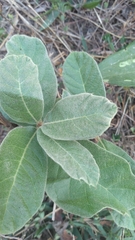 Eriobotrya japonica